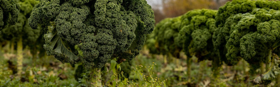 10 beneficios del kale